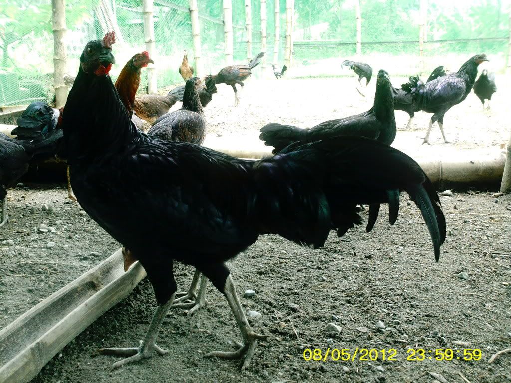 Bolo+Gamefowl Bolo Gamefowl http://sabong.ph/forum/showthread.php?p=4181442