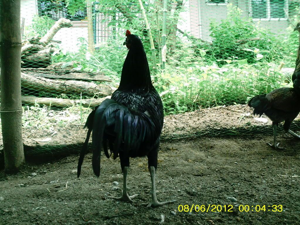 Bolo+Gamefowl Bolo Gamefowl http://www.sabong.net.ph/forum/showthread.php?t=12097 ...