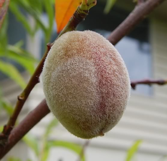 Frost Peach