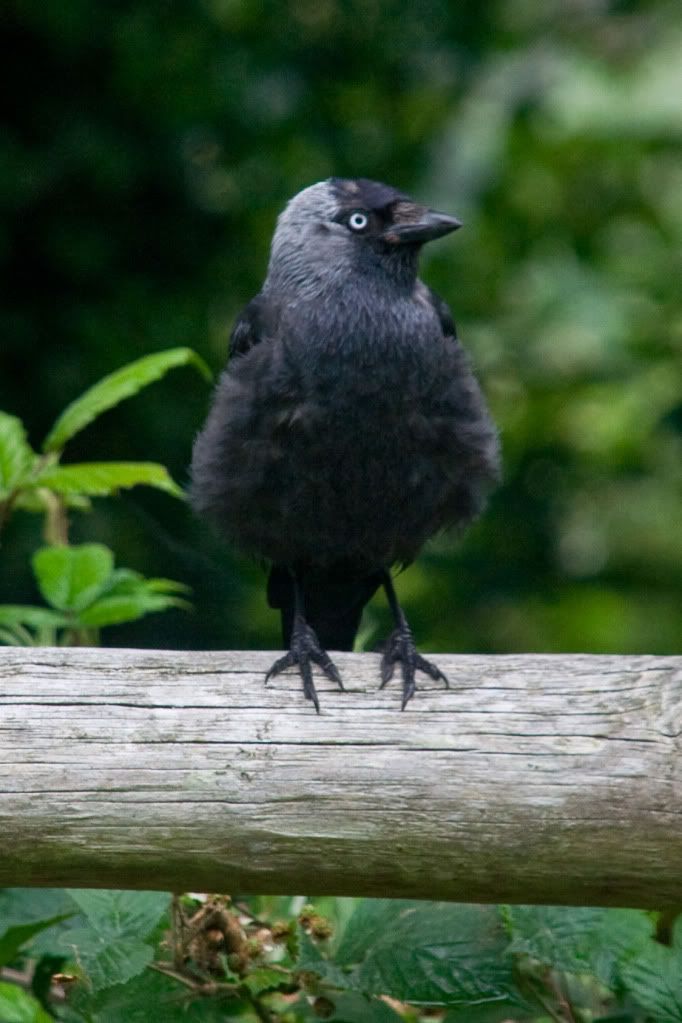 jackdaw.jpg