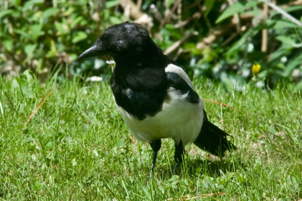 magpie.jpg