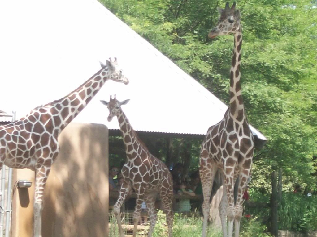 Big Giraffes Pictures, Images & Photos | Photobucket