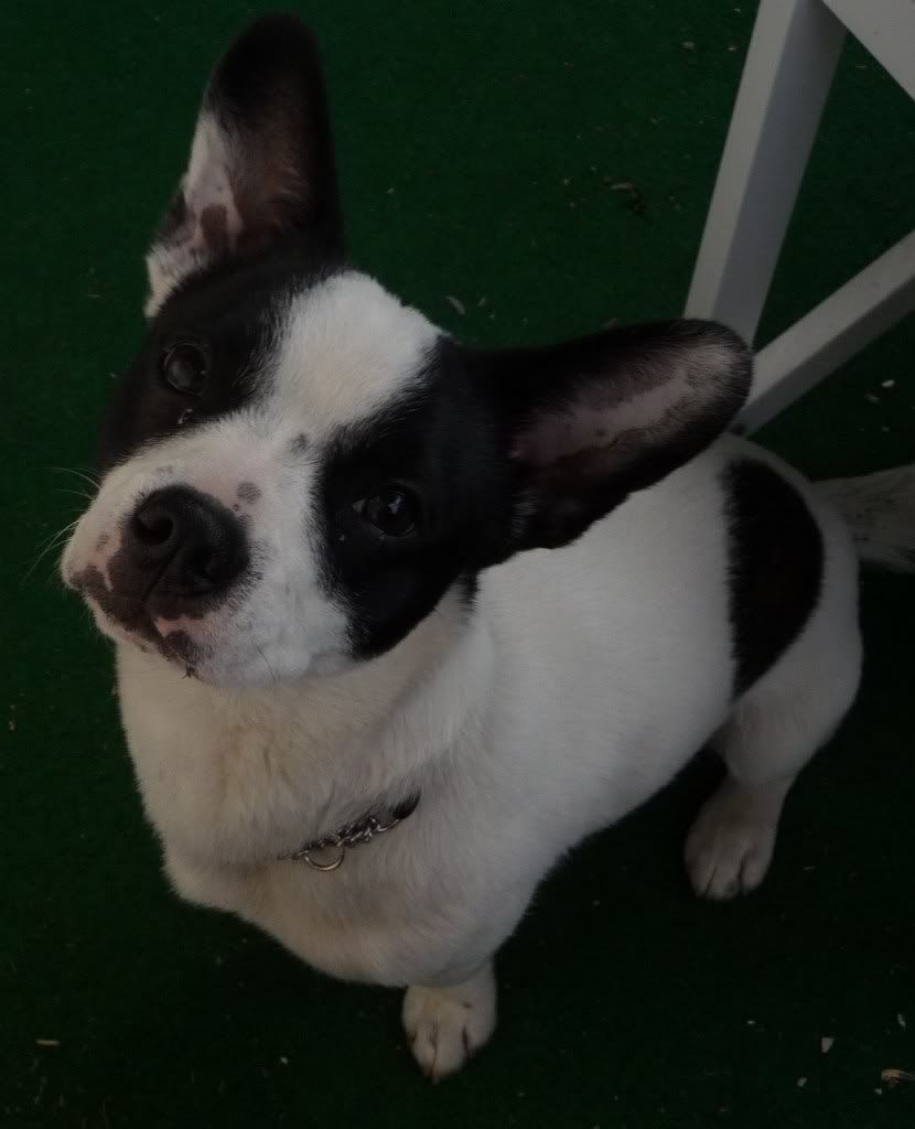 Kruising franse bulldog x jack russell