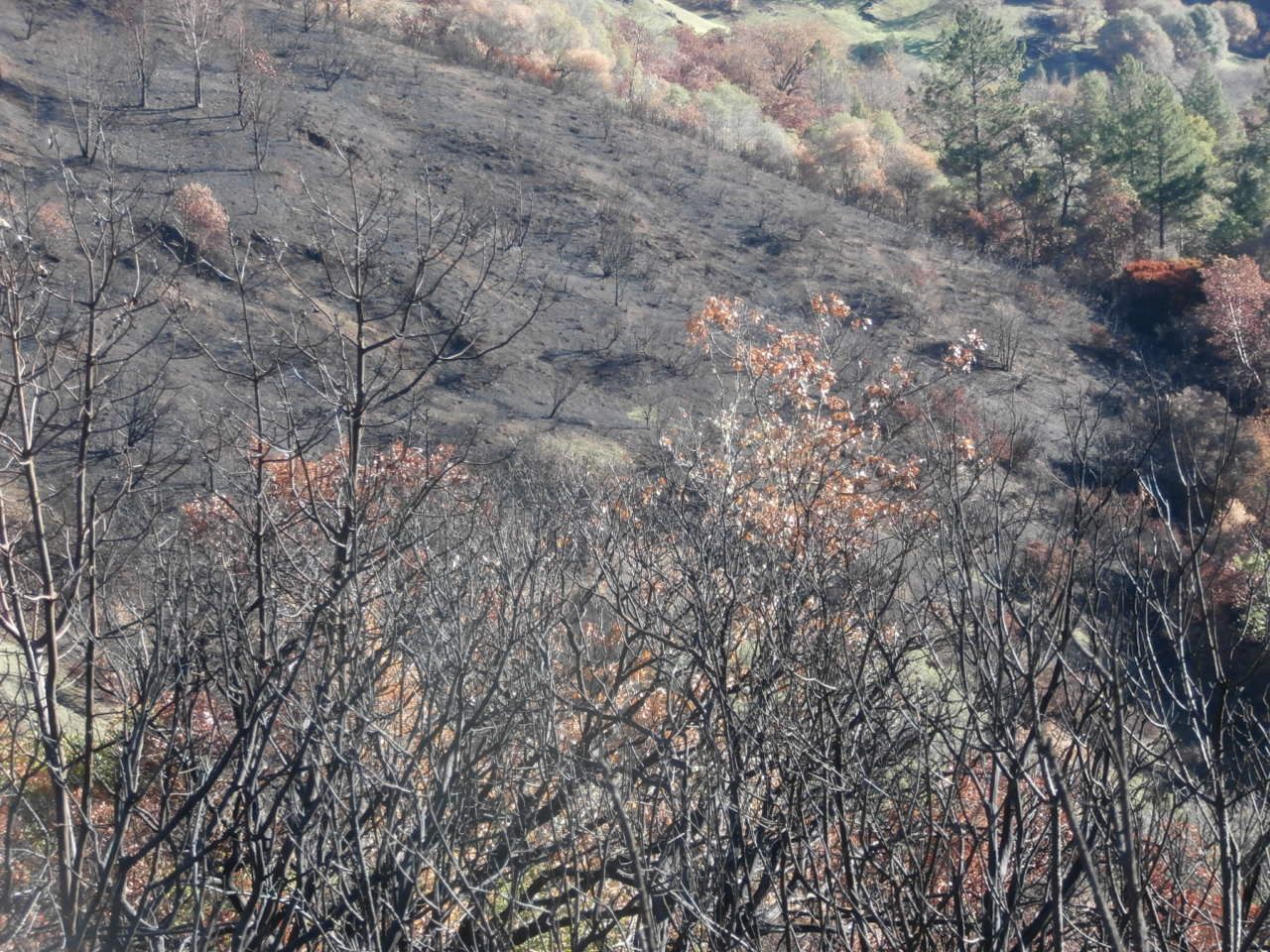 photo PC030093_zpsk4rsuvhn.jpg