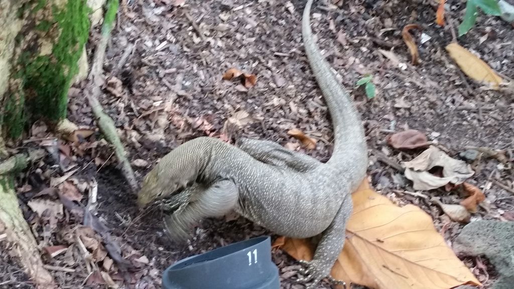  photo 20161004_140716_zpsus9xa7fb.jpg