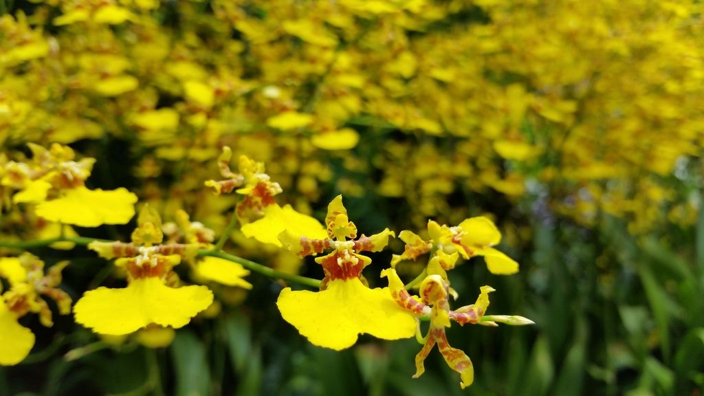  photo 20161004_113459_zpspcalkaxj.jpg