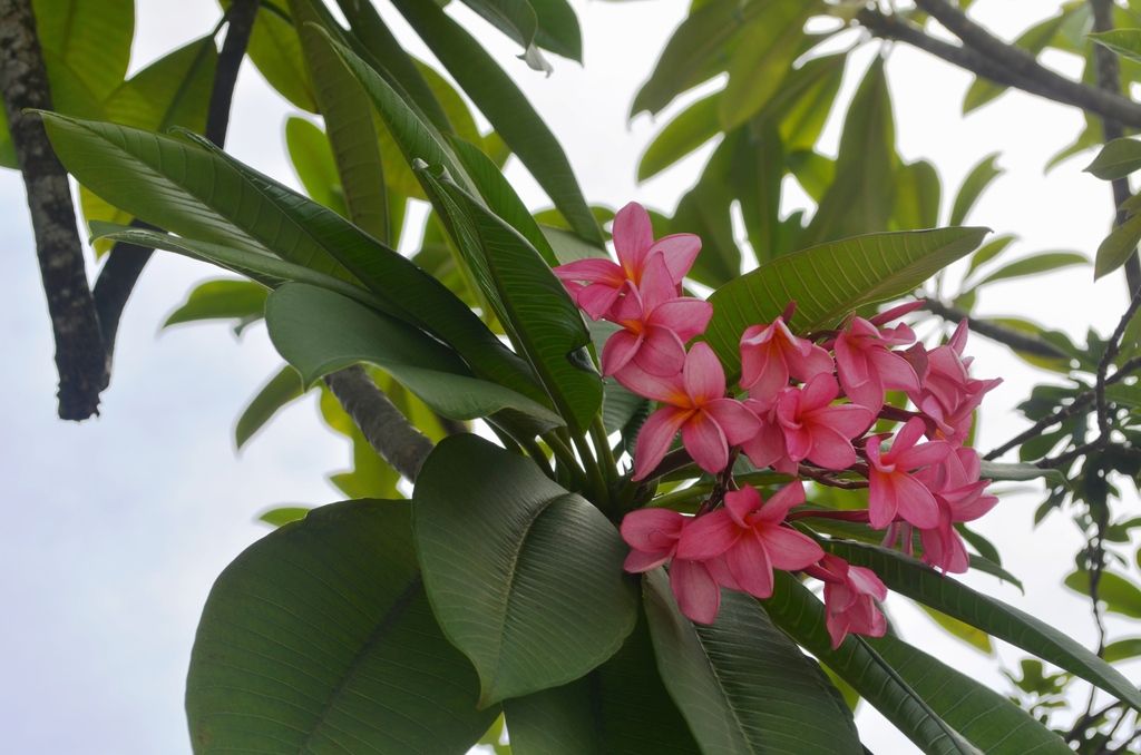  photo DSC_4914_zpswupdsvje.jpg