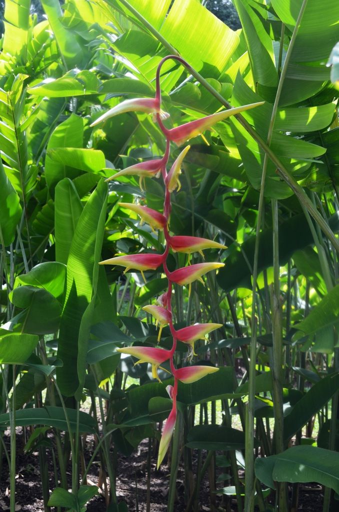  photo DSC_5163_zpspmlsrq1c.jpg