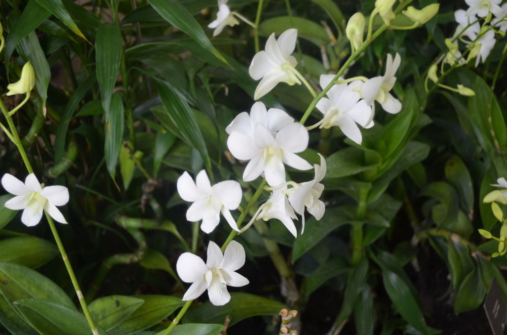  photo DSC_5201_zps0n1kfvoj.jpg