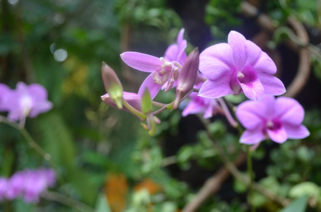  photo DSC_5245_zpspwc2igpw.jpg