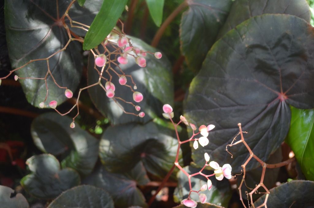  photo DSC_5253_zpstvirn90n.jpg