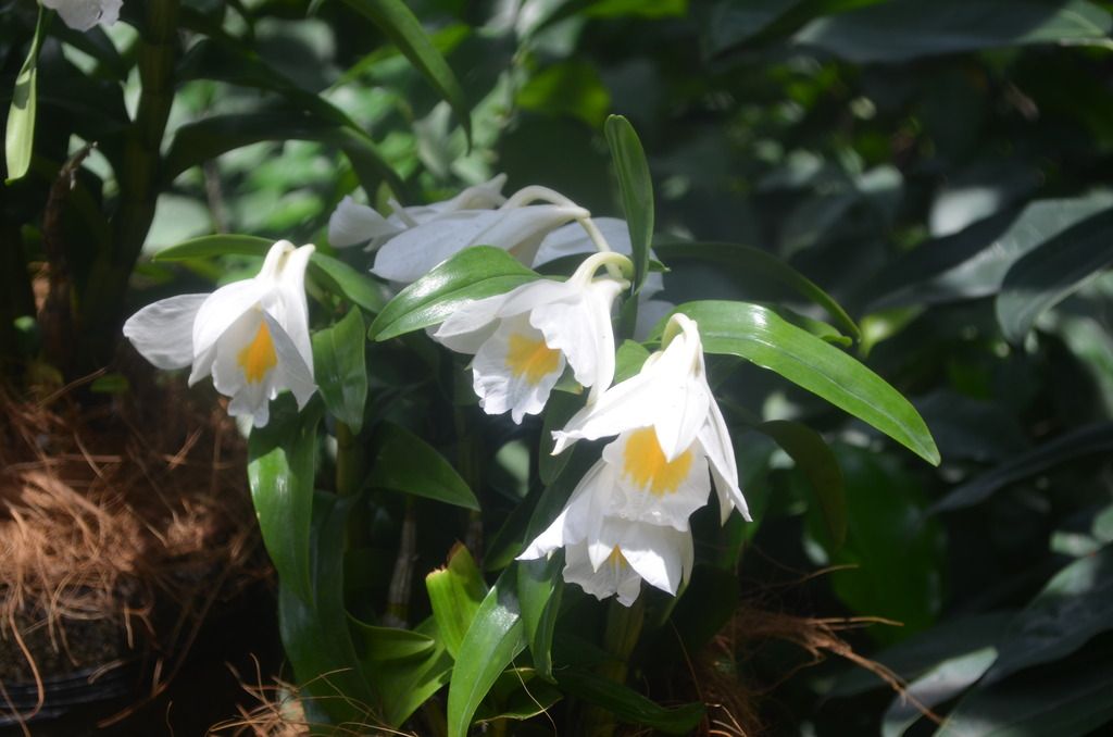  photo DSC_5255_zps6egoig0s.jpg