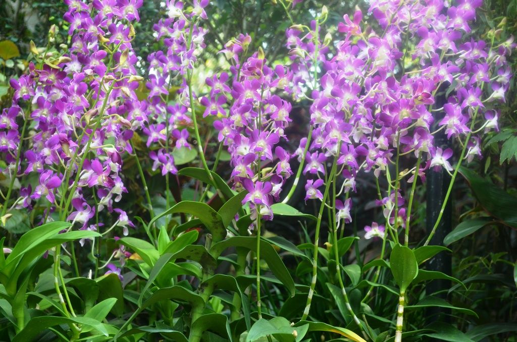  photo DSC_5330_zps8p7otdnm.jpg