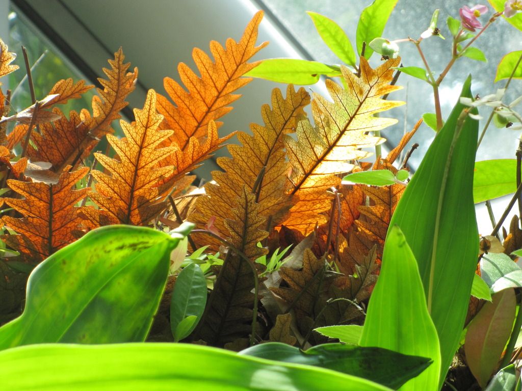  photo IMG_4584_zpsegqtgp63.jpg