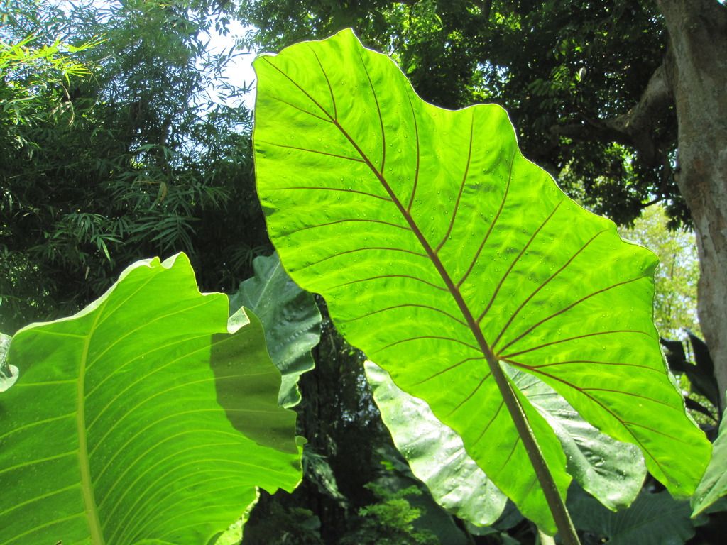  photo IMG_4707_zpstjn1n5tq.jpg