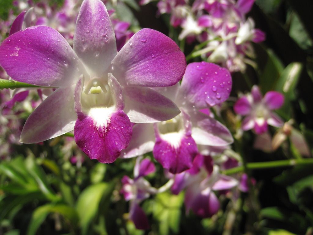  photo IMG_4709_zpsk1t2m7zs.jpg