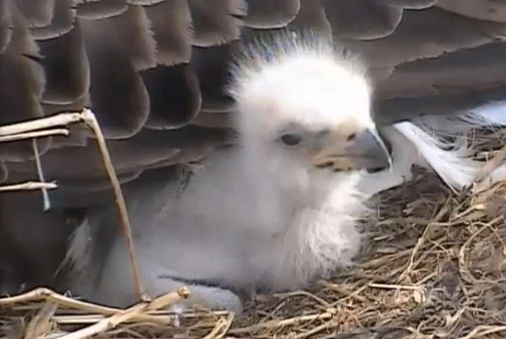 Eaglet photo ScreenShot2014-04-10at73006PM_zpsbccb378f.png