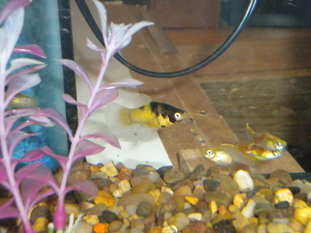 Bumble Bee Guppy