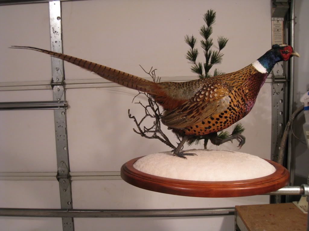 Pheasantfreakstaxidermy.jpg
